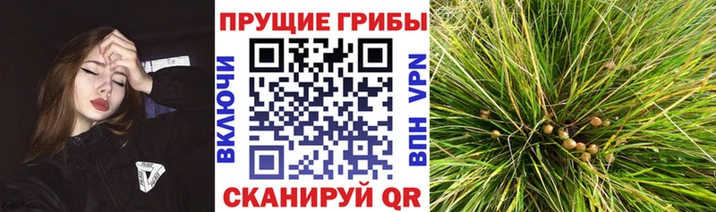 Галлюциногенные грибы Psilocybe  наркошоп  Хилок 